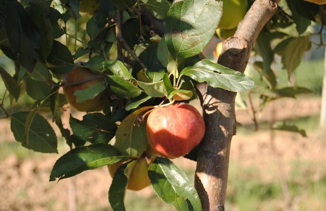 Cascina Bosco Gerolo - Foto 27