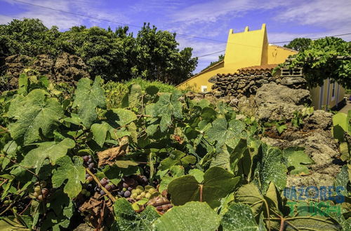 Photo 4 - Casa do Merend rio in Biscoitos