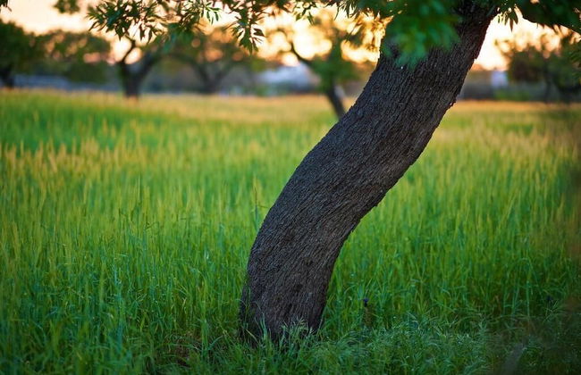 Masseria Ciavea - Foto 38