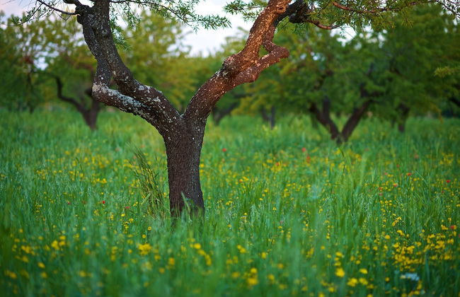 Masseria Ciavea - Foto 33