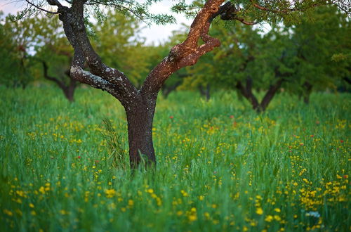 Foto 31 - Masseria Ciavea