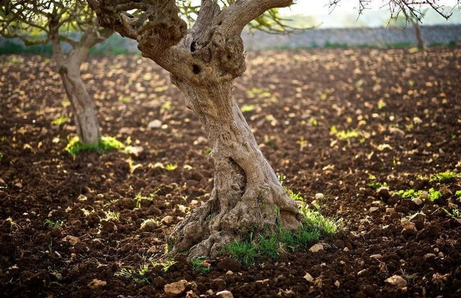 Masseria Ciavea - Foto 37
