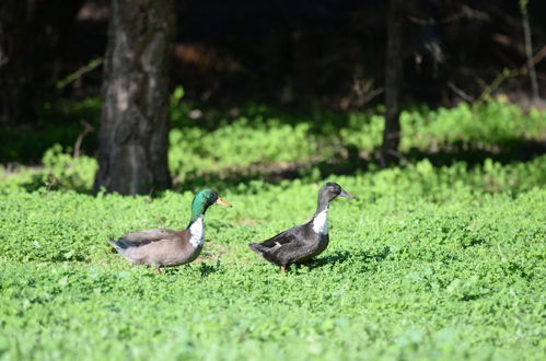 Photo 31 - Quinta da Samoqueirinha