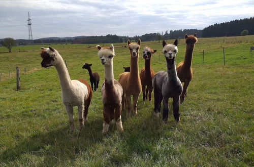 Foto 9 - Apartment on an Alpaca Farm in Kierspe