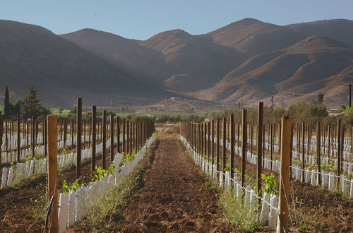 Photo 50 - Alma Liebre Viñedos del Valle