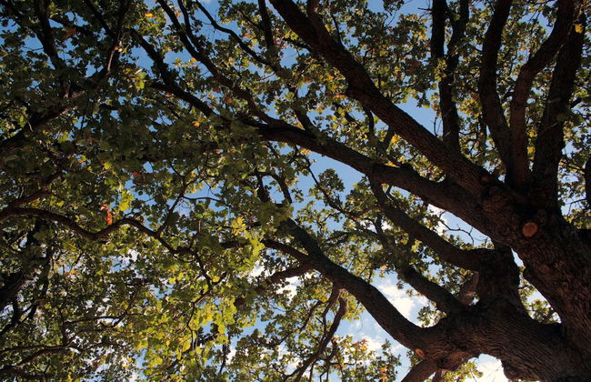 Le due querce - Foto 32