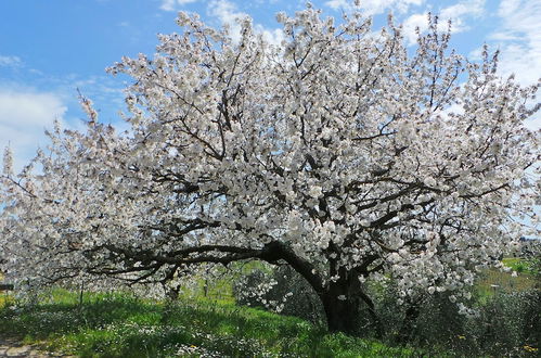 Photo 68 - Agriturismo Colleverde