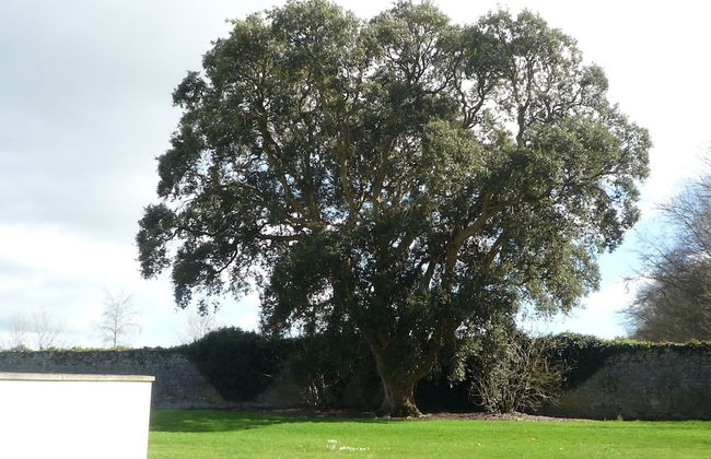 Castlemartyr Mews - Foto 41