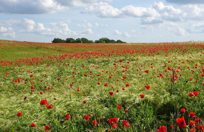 6 Person Holiday Home in Slagelse - Foto 3