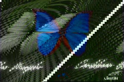 Foto 21 - Caribbean Blue Morpho