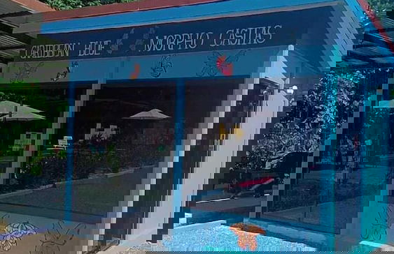Caribbean Blue Morpho - Foto 2