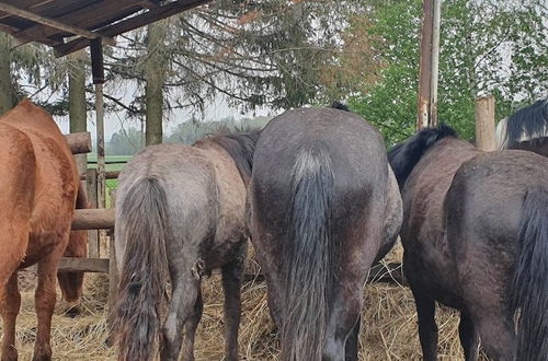 Foto 20 - agroturystyka Kurnik Polski