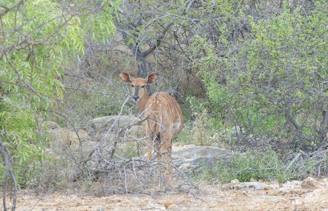 Villa Tau in Hoedspruit - Foto 34