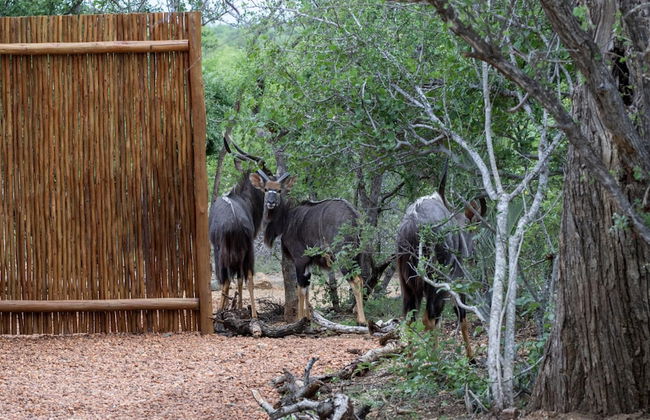Villa Tau in Hoedspruit - Foto 33