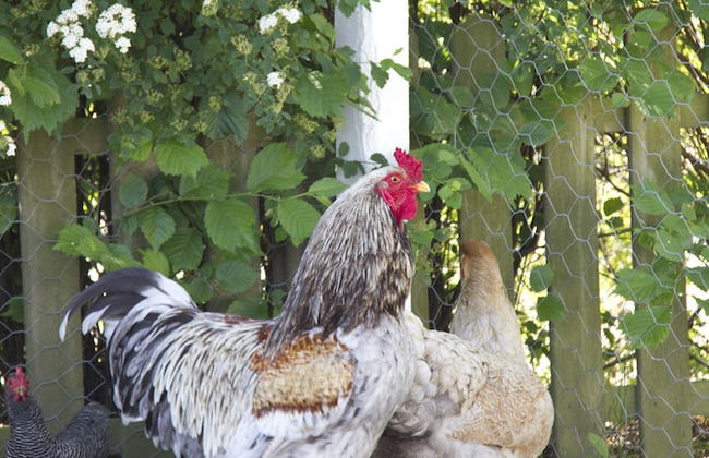 Granelunds Bed & Country Living - Foto 15