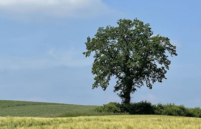 Flat in Eutin on the Kleiner Eutiner See Lake - Foto 23