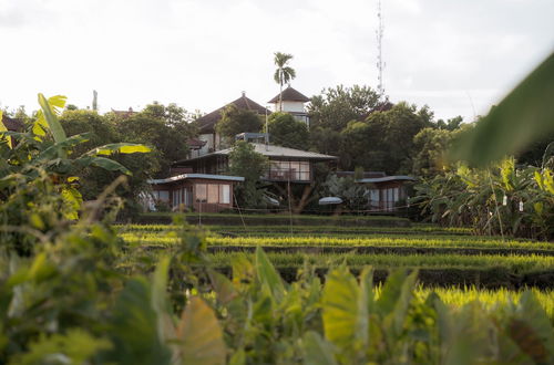 Foto 50 - Grün Ubud