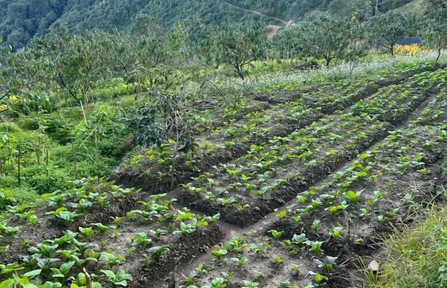 Prakriti Resort and Organic Farm - Foto 69