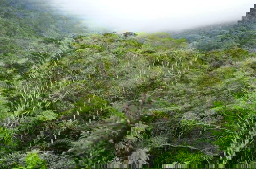 Photo 63 - Taorayiná nature reserve