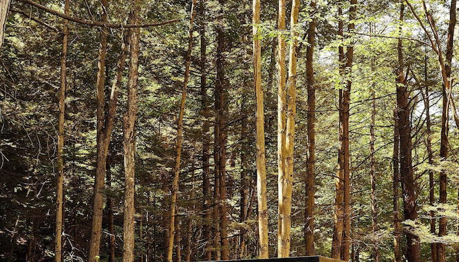 Photo 1 - Postcard Cabins Eastern Catskills