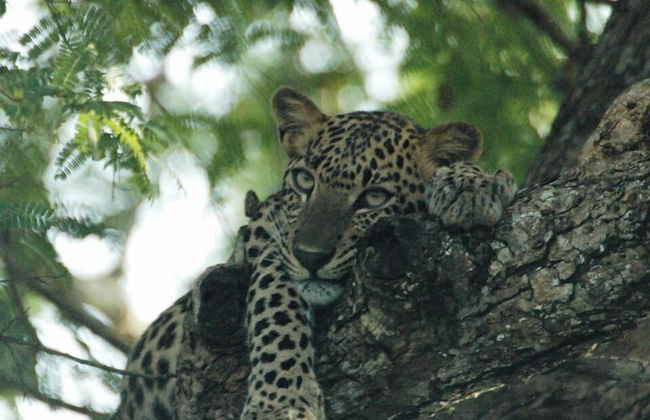 Neem Tree House - Photo 12