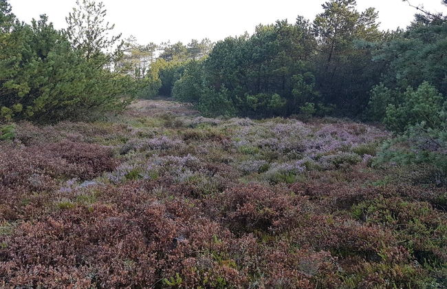 2 Person Holiday Home in Tarm-by Traum - Foto 4