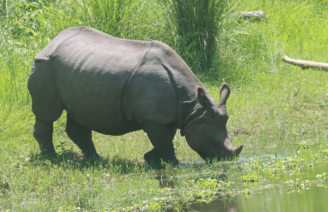 Nana Jungle Resort Near Chitwan National Park - Foto 28