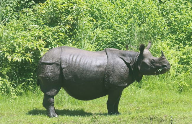 Nana Jungle Resort Near Chitwan National Park - Foto 29