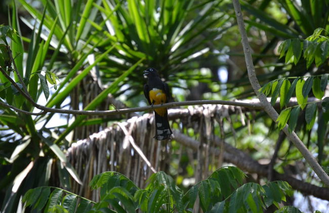 Treetop 'jungle Like' Escape in San Ignacio Your Belize Oasis Awaits! - Photo 21