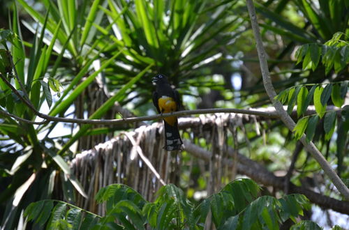 Photo 17 - One Bedroom Tree Top Studio Vacation Home @ The Tropical Acre San Ignacio Belize