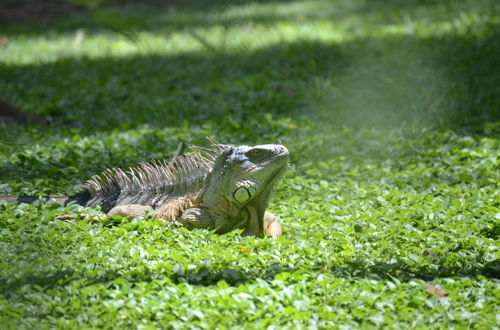 Photo 16 - One Bedroom Tree Top Studio Vacation Home @ The Tropical Acre San Ignacio Belize