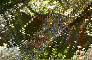 Photo 1 - Wild & Wonderful Family-friendly 'jungle Like' Oasis in San Ignacio Belize