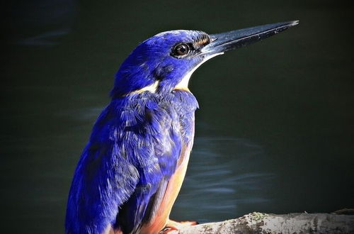 Photo 16 - Egrets Rest - Daintree