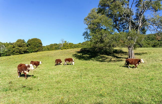 Lilyview Cottage - Robertson - Photo 27