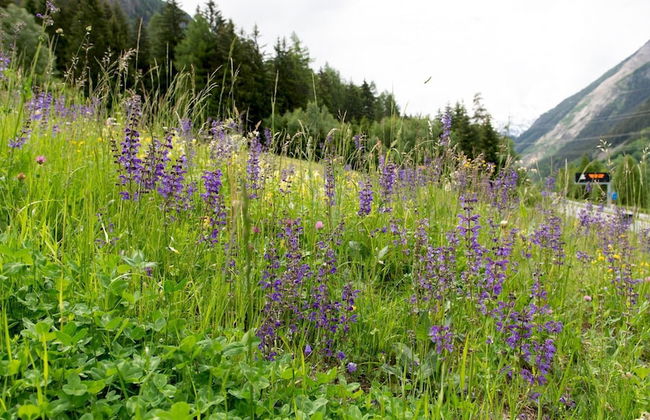 Villa Tola - Violetto - Foto 12