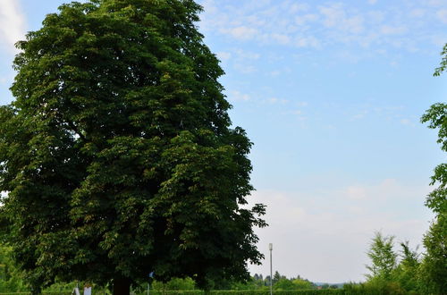 Photo 18 - Farm Situated Next to the Kellerwaldnational Park