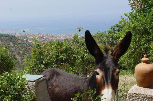 Foto 40 - Giardino di Sicilia