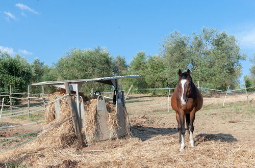 Foto 48 - Agriturismo Vocabolo Poggio del Pero