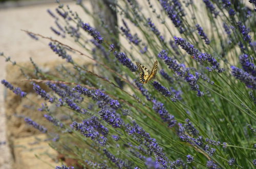 Foto 54 - Il Podere di Marfisa