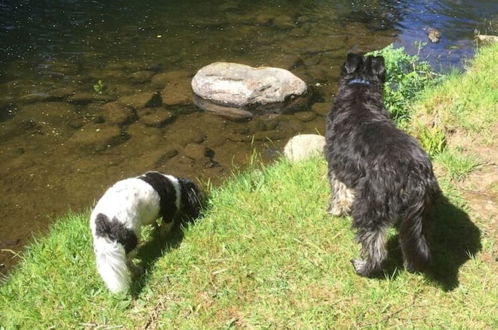 Foto 16 - Cosy Upper Lake Chalet in Wales, Dog Friendly