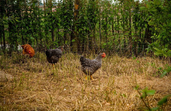 Cozy Family Home in Oostkamp - Foto 32