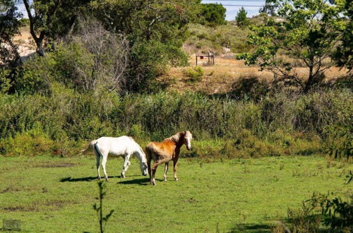 Foto 25 - Herdade de Montalvo