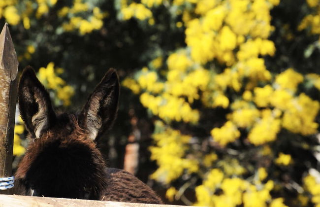 Agriturismo Magnarosa - Foto 14