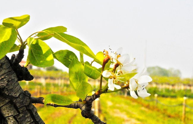 Agriturismo Magnarosa - Foto 15