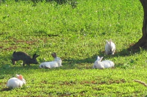 Foto 47 - Agritria Di Umberto Anglisani