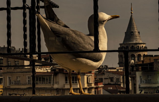 GALATA M84 - Foto 37