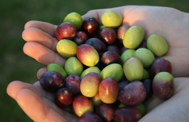 Agriturismo La Montagnola - Photo 94