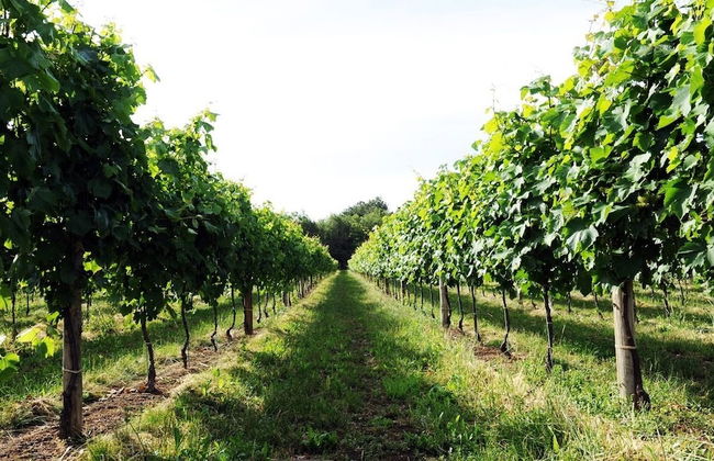 Pianderna Agriwellness - Photo 27