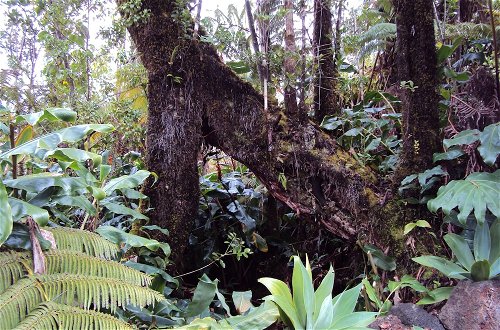 Foto 53 - Volcano Rainforest Lodge