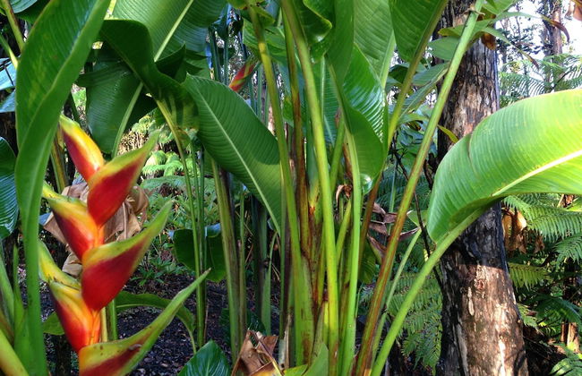 Volcano Rainforest Lodge - Foto 51